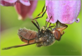 <p>PESTŘENKA PASTVINNÁ (Rhingia campestris)</p>
